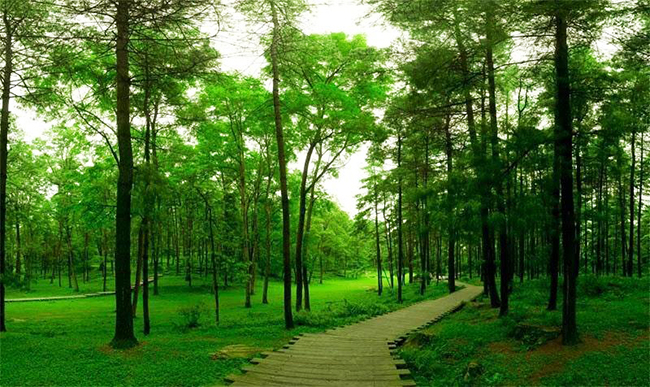 林草資源智能化管護(hù)系統(tǒng) 林草資源智能化管護(hù)系統(tǒng)